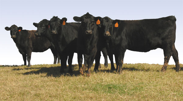 Bulls in herd posing